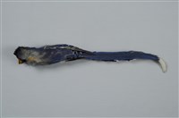 臺灣藍鵲藏品圖，第11張